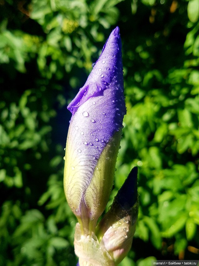 Для летнего вдохновения — Другие хобби и увлечения: сад (фото 6)