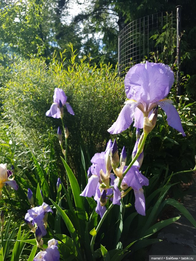 Для летнего вдохновения — Другие хобби и увлечения: сад (фото 4)