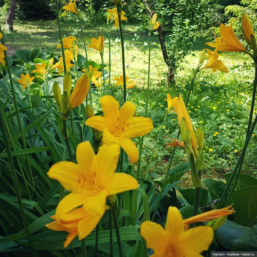 Для летнего вдохновения — Другие хобби и увлечения: сад