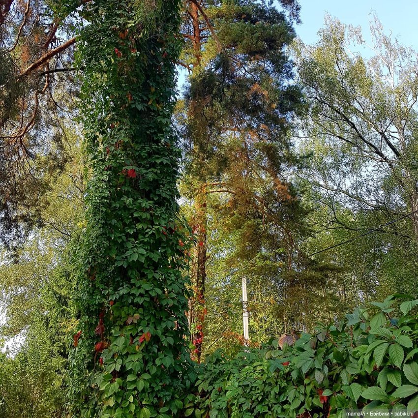 Для летнего вдохновения — Другие хобби и увлечения: сад