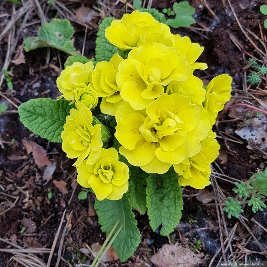 Для летнего вдохновения — Другие хобби и увлечения: сад