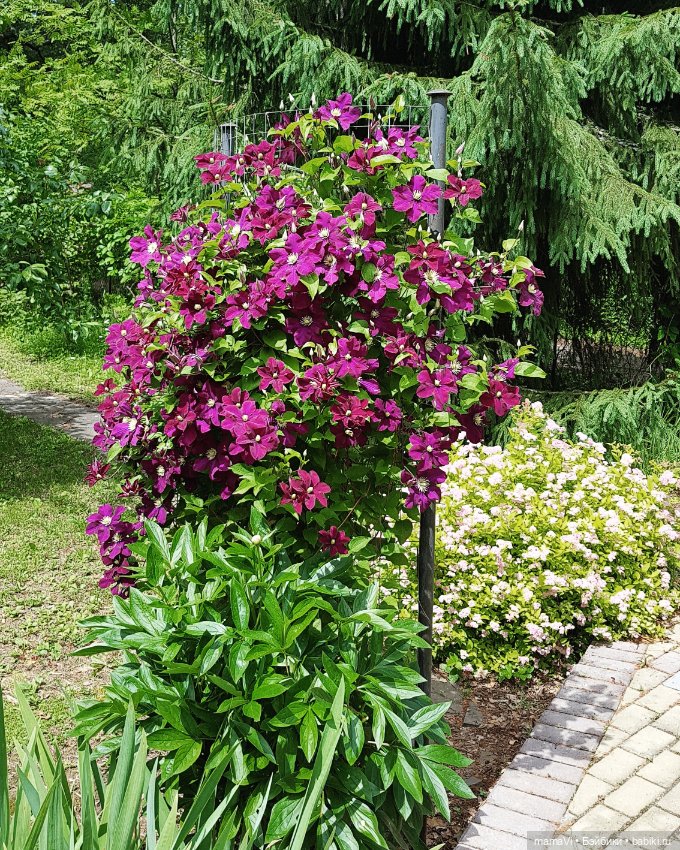 Для летнего вдохновения — Другие хобби и увлечения: сад