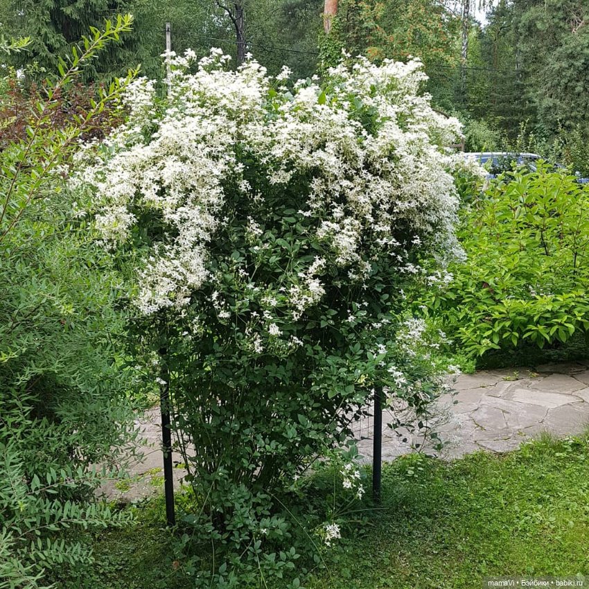 Для летнего вдохновения — Другие хобби и увлечения: сад