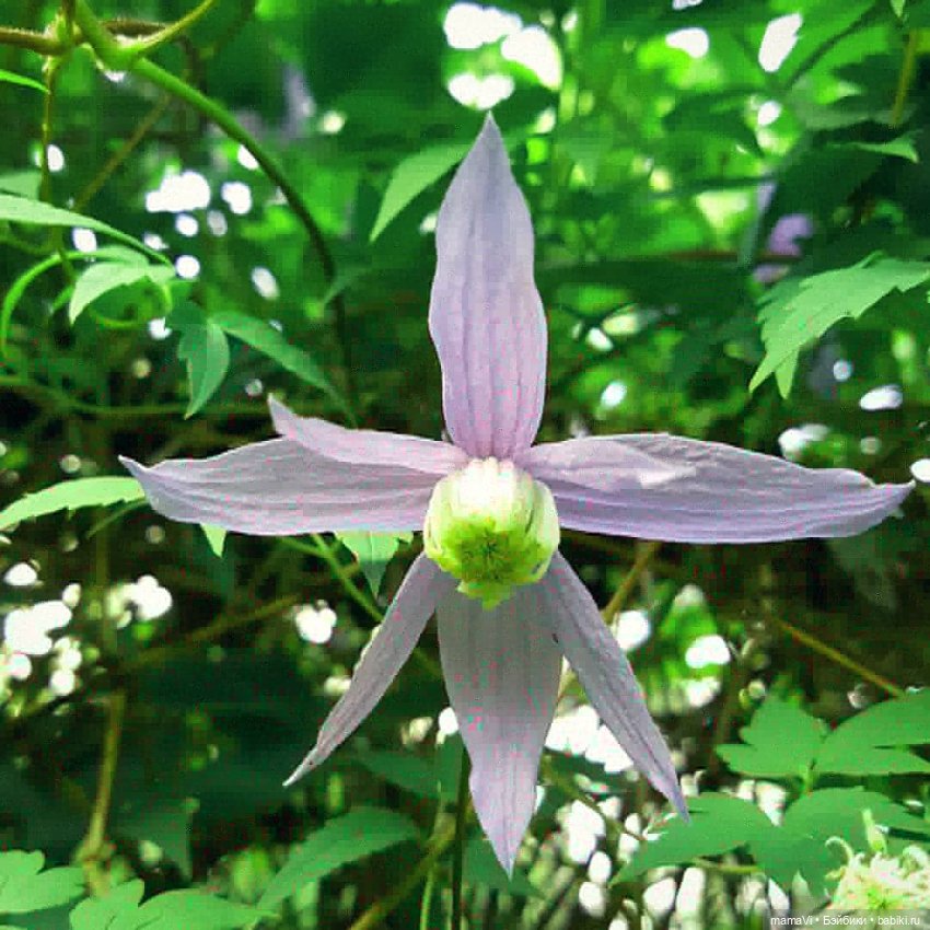 Для летнего вдохновения — Другие хобби и увлечения: сад