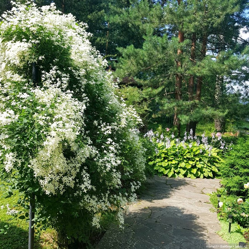 Для летнего вдохновения — Другие хобби и увлечения: сад