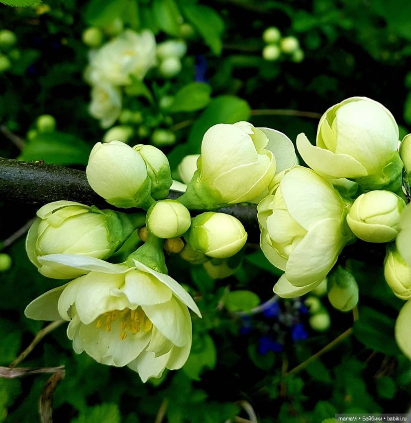 Для летнего вдохновения — Другие хобби и увлечения: сад (фото 7)