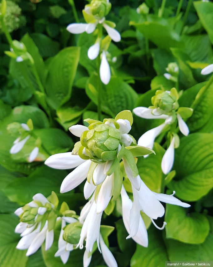 Для летнего вдохновения — Другие хобби и увлечения: сад