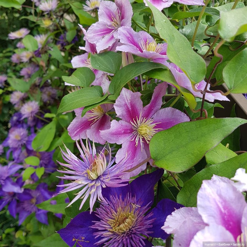 Для летнего вдохновения — Другие хобби и увлечения: сад (фото 9)