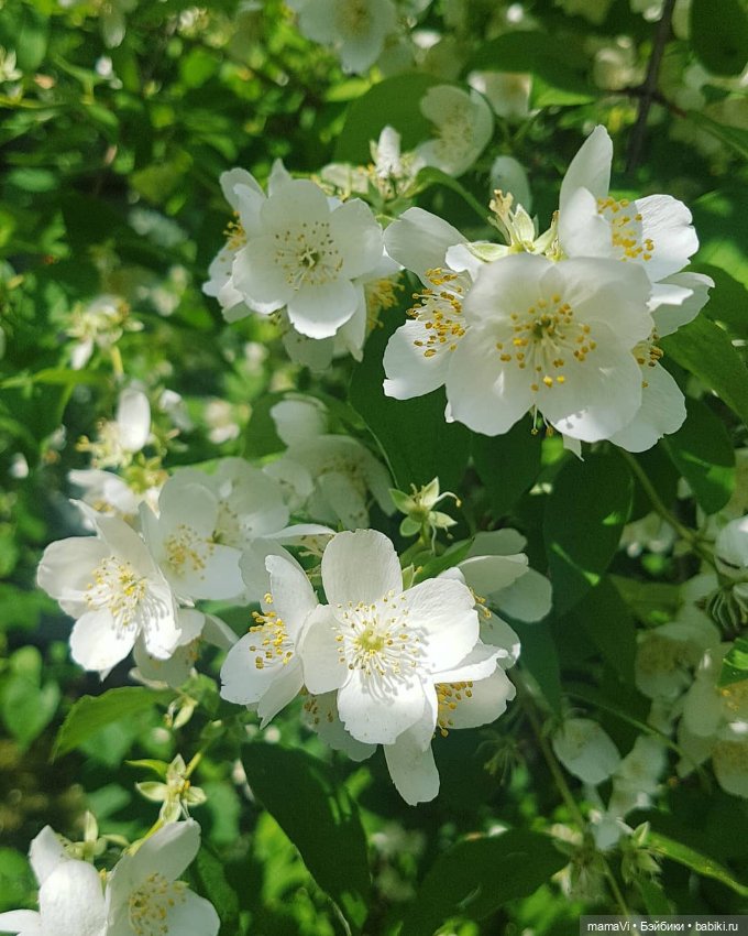 Для летнего вдохновения — Другие хобби и увлечения: сад
