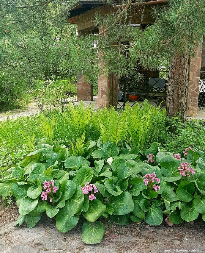 Для летнего вдохновения — Другие хобби и увлечения: сад