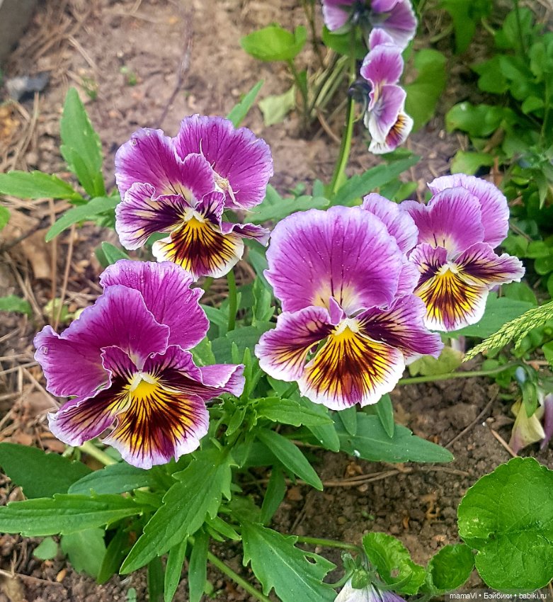 Для летнего вдохновения — Другие хобби и увлечения: сад (фото 10)