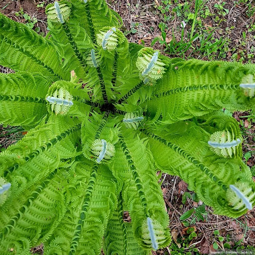 Для летнего вдохновения — Другие хобби и увлечения: сад (фото 5)