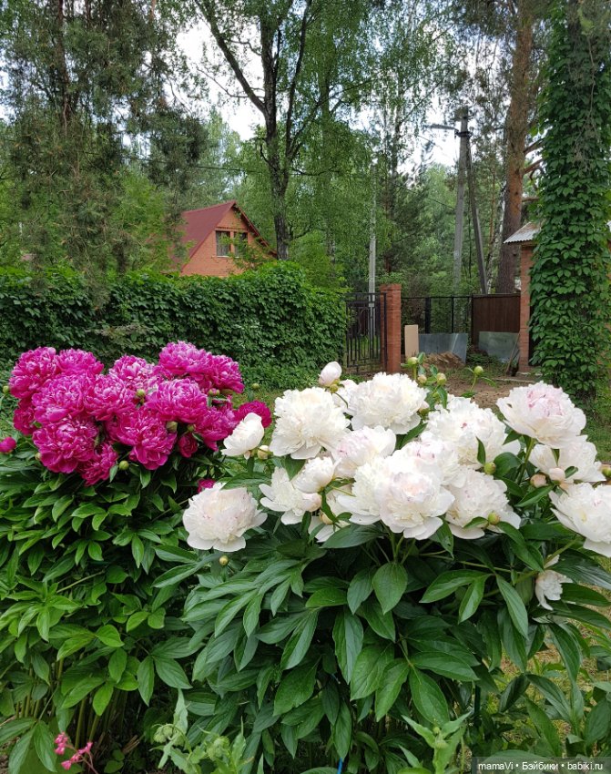 Для летнего вдохновения — Другие хобби и увлечения: сад (фото 3)