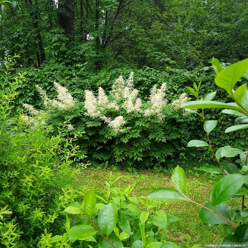 Для летнего вдохновения — Другие хобби и увлечения: сад