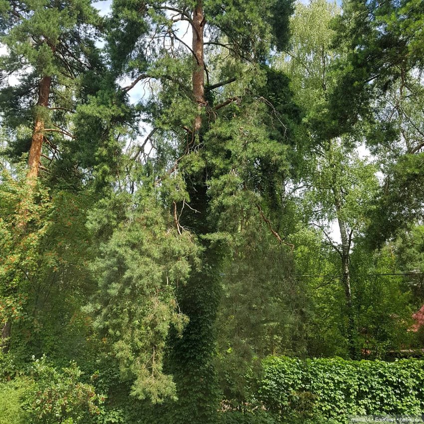 Для летнего вдохновения — Другие хобби и увлечения: сад