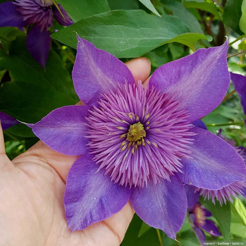 Для летнего вдохновения — Другие хобби и увлечения: сад