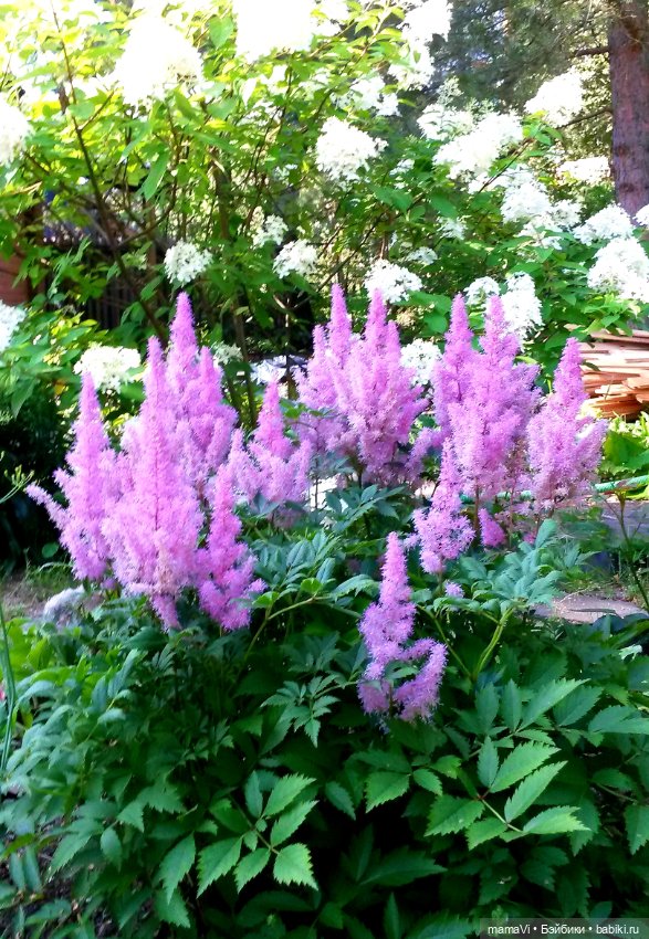 Для летнего вдохновения — Другие хобби и увлечения: сад