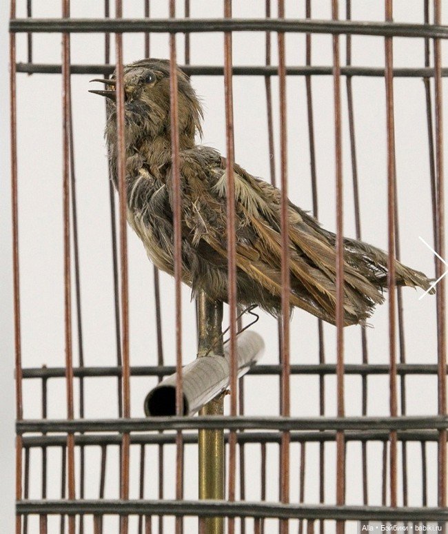 Механические птички, принадлежавшие цесаревичу Павлу Петровичу, будущему Павлу I (фото 5)