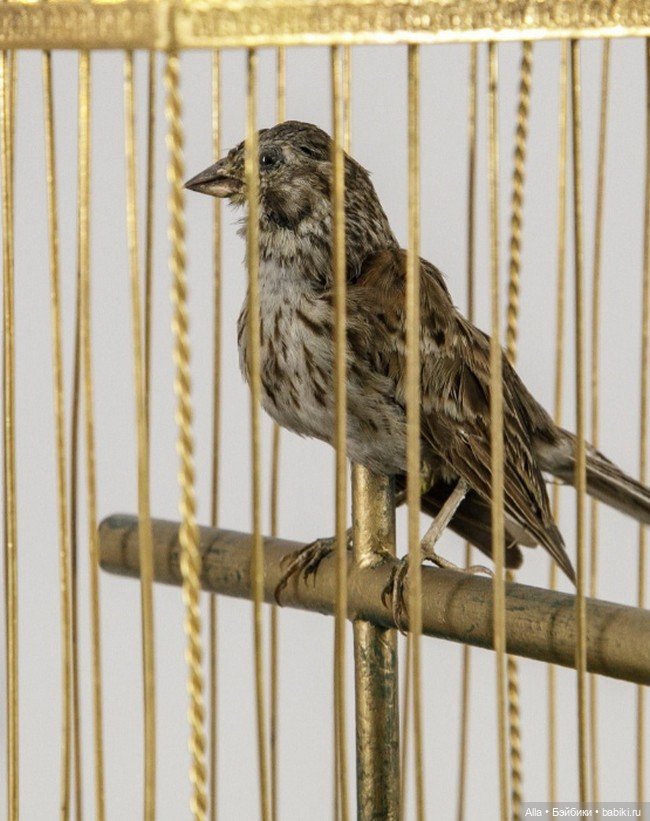 Механические птички, принадлежавшие цесаревичу Павлу Петровичу, будущему Павлу I (фото 4)