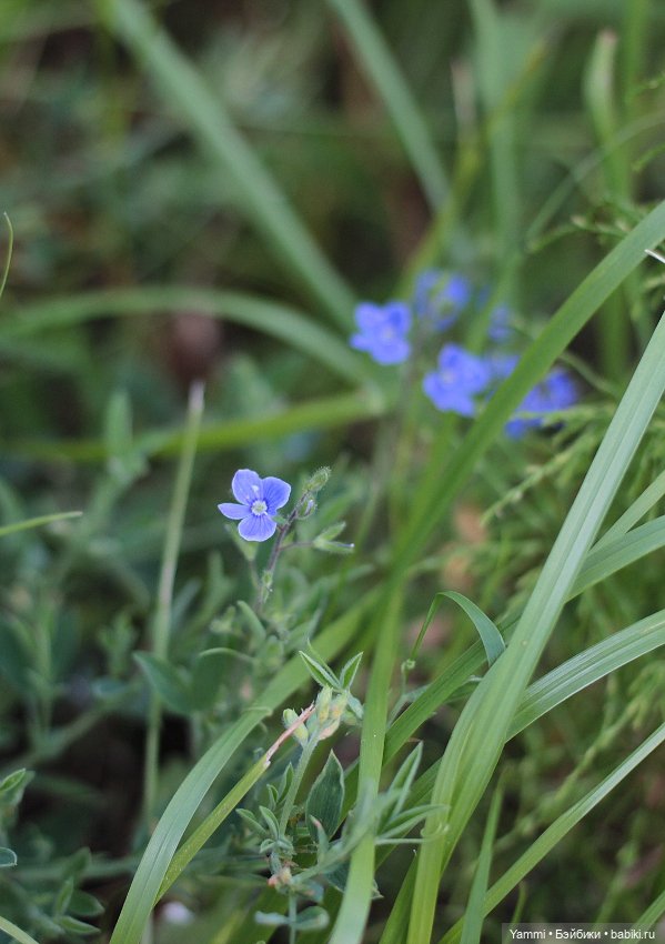 Жара! Дачные выходные — Куклы Holala (Холала) от Jenny Fairytown: Pipita (фото 6)