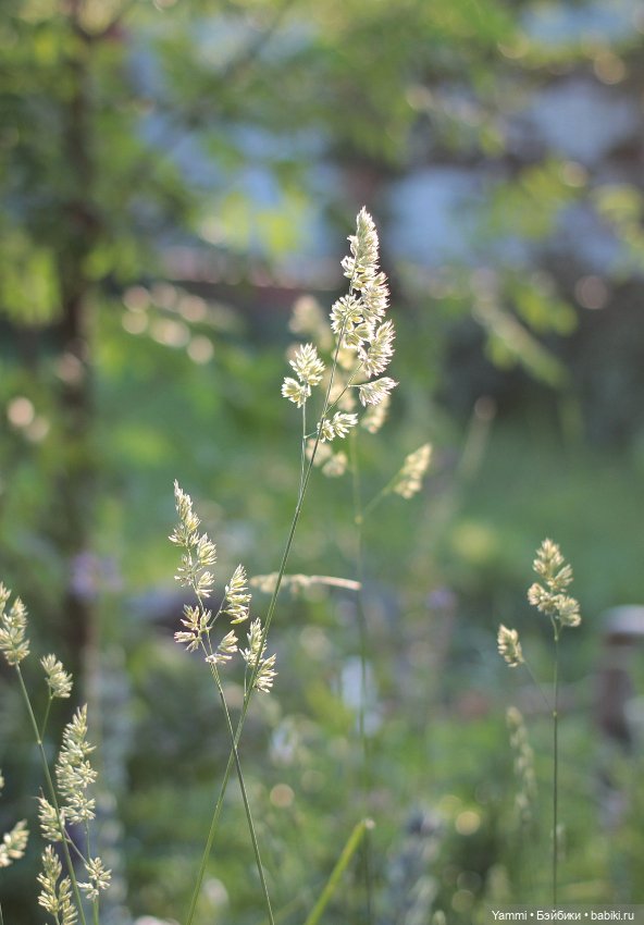 Жара! Дачные выходные — Куклы Holala (Холала) от Jenny Fairytown: Pipita
