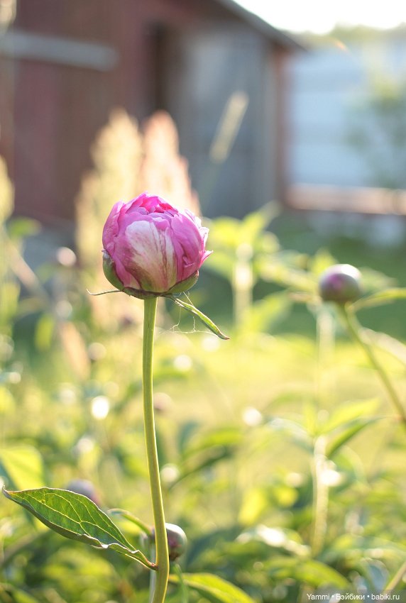 Жара! Дачные выходные — Куклы Holala (Холала) от Jenny Fairytown: Pipita