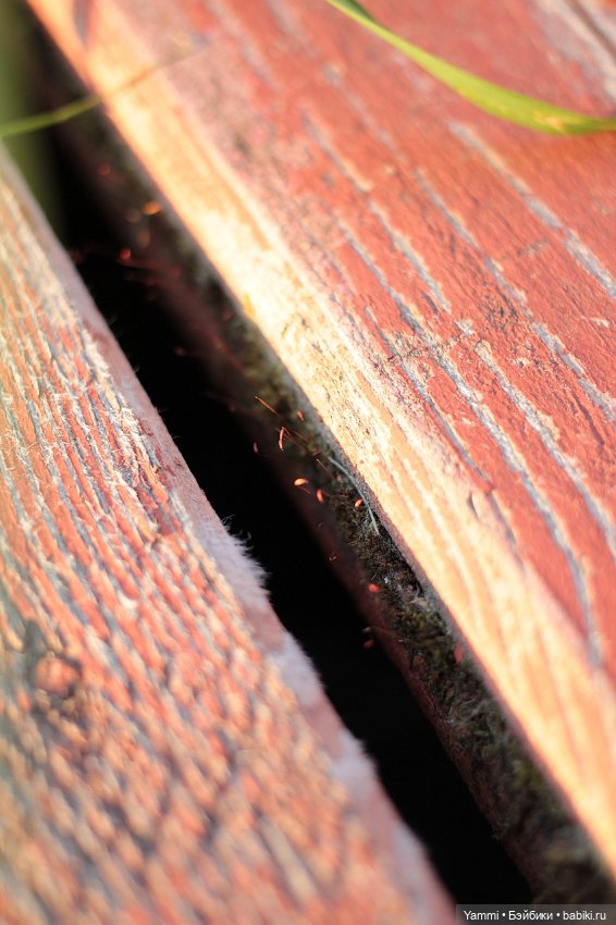 Жара! Дачные выходные — Куклы Holala (Холала) от Jenny Fairytown: Pipita