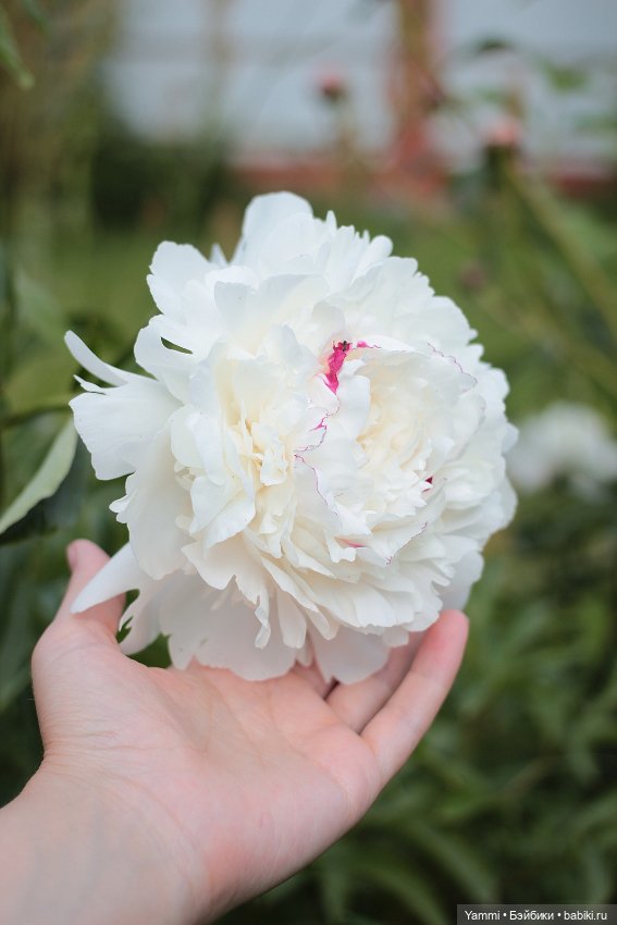 Жара! Дачные выходные — Куклы Holala (Холала) от Jenny Fairytown: Pipita (фото 5)