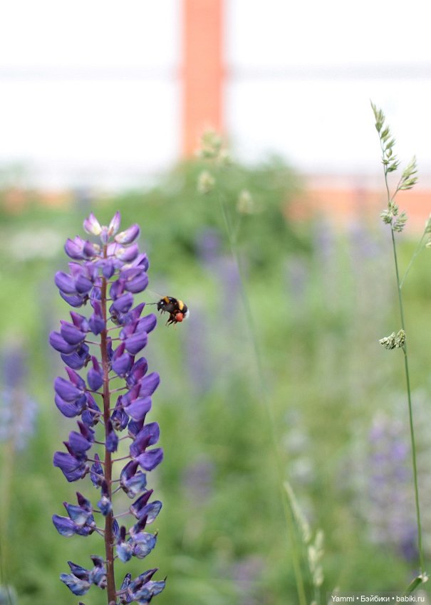 Жара! Дачные выходные — Куклы Holala (Холала) от Jenny Fairytown: Pipita (фото 7)