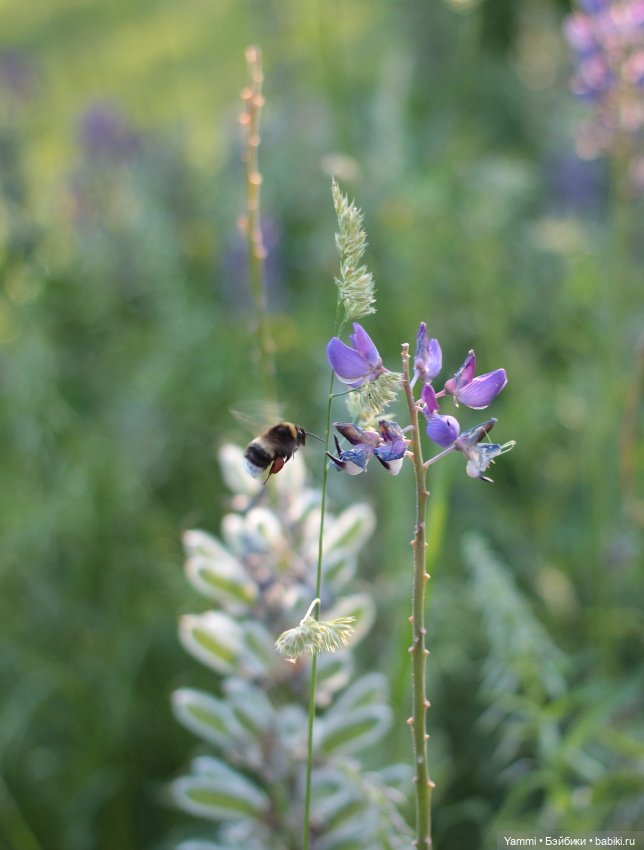 Жара! Дачные выходные — Куклы Holala (Холала) от Jenny Fairytown: Pipita