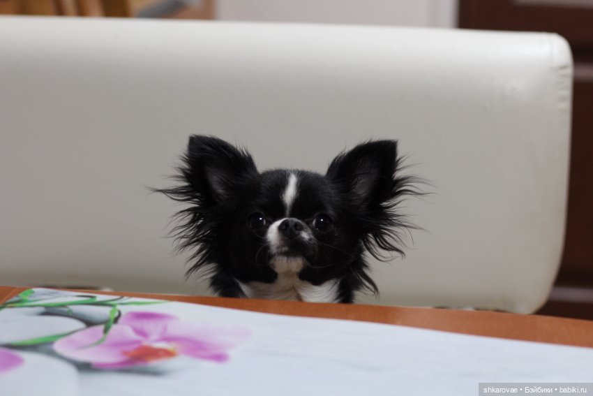 Моя чихосемья — В мире животных: смешные фото питомцев и зверей