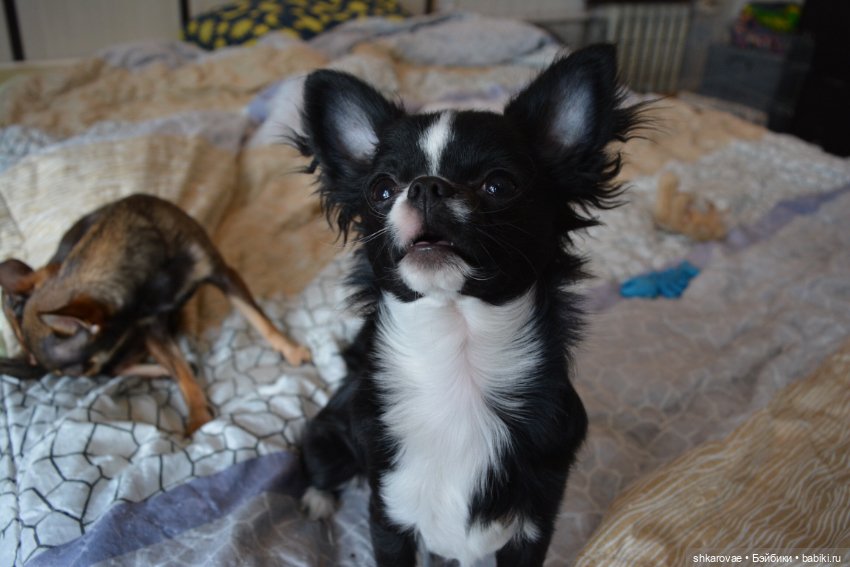 Моя чихосемья — В мире животных: смешные фото питомцев и зверей