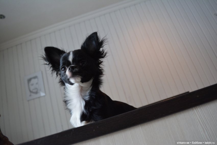 Моя чихосемья — В мире животных: смешные фото питомцев и зверей