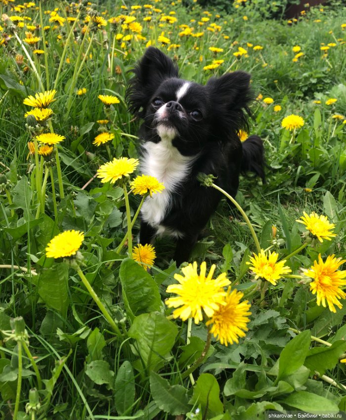 Моя чихосемья — В мире животных: смешные фото питомцев и зверей