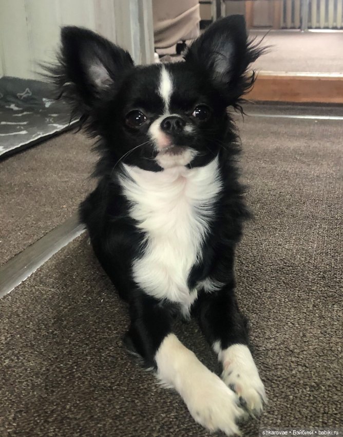 Моя чихосемья — В мире животных: смешные фото питомцев и зверей