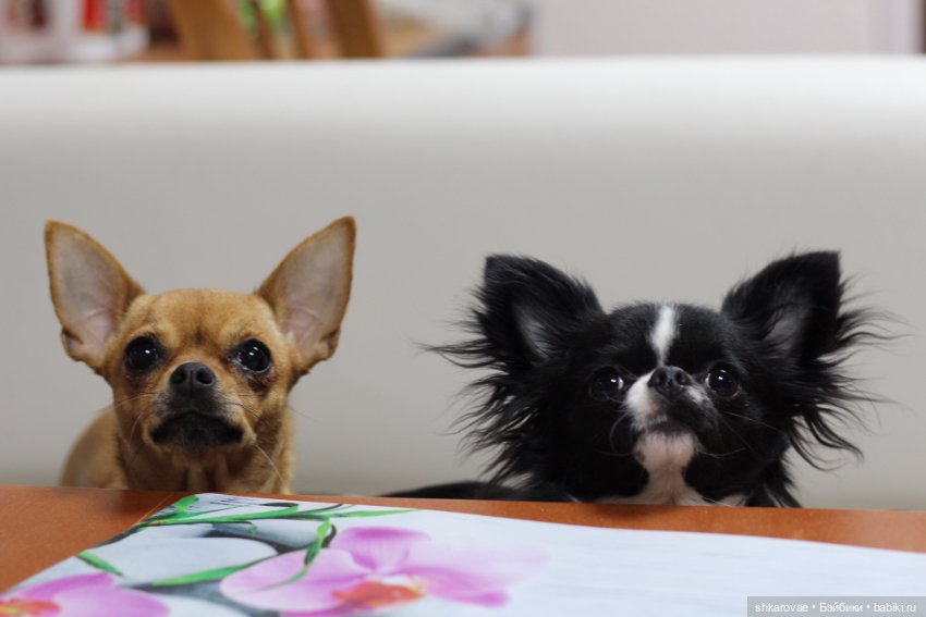 Моя чихосемья — В мире животных: смешные фото питомцев и зверей (фото 3)