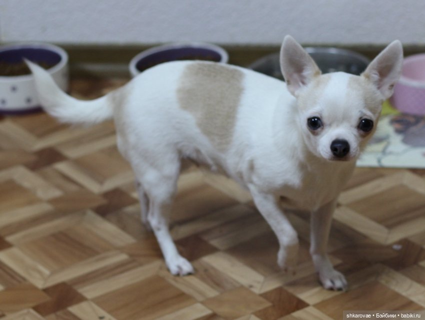 Моя чихосемья — В мире животных: смешные фото питомцев и зверей (фото 8)