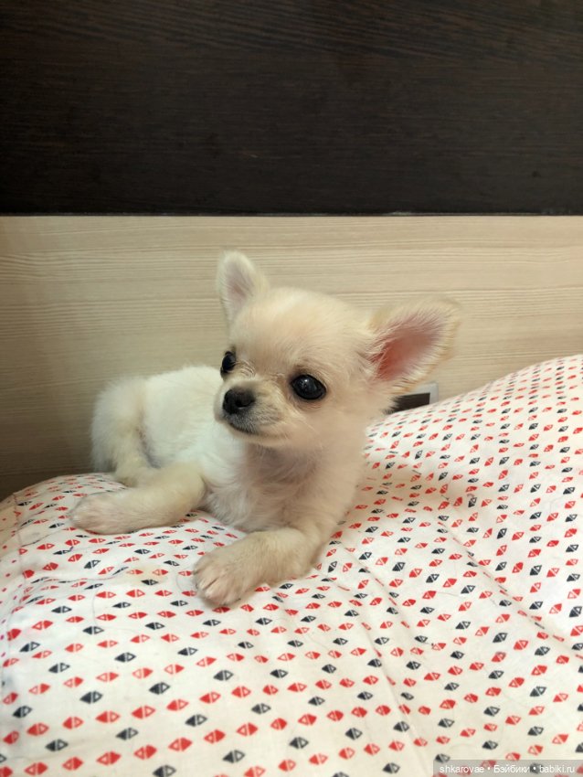 Моя чихосемья — В мире животных: смешные фото питомцев и зверей