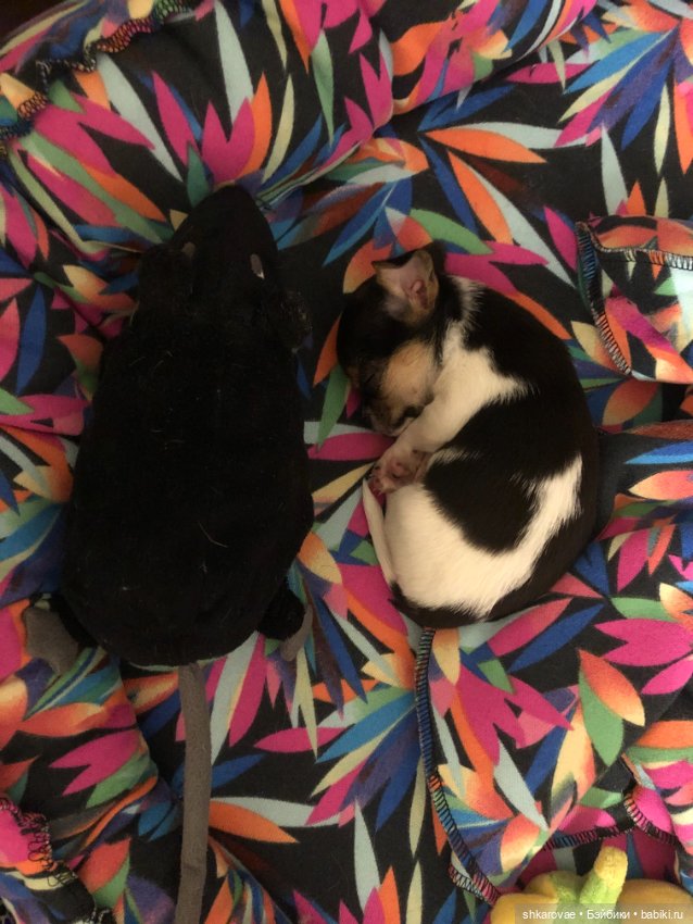 Моя чихосемья — В мире животных: смешные фото питомцев и зверей