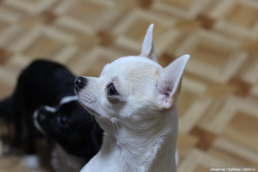 Моя чихосемья — В мире животных: смешные фото питомцев и зверей (фото 9)