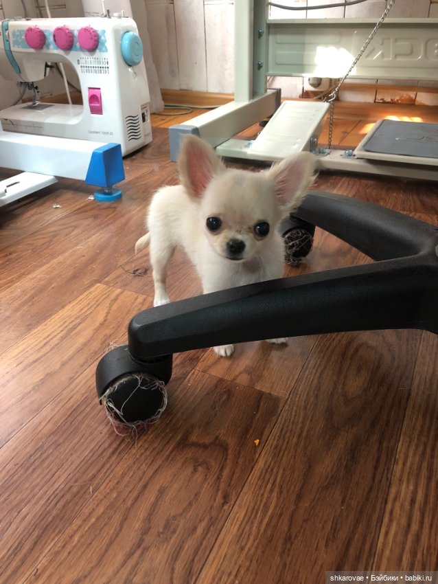 Моя чихосемья — В мире животных: смешные фото питомцев и зверей