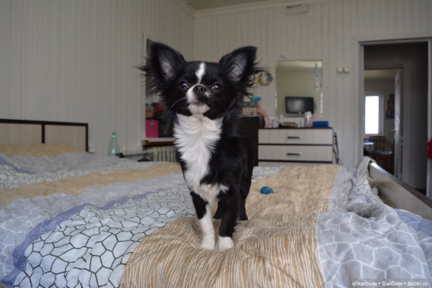 Моя чихосемья — В мире животных: смешные фото питомцев и зверей