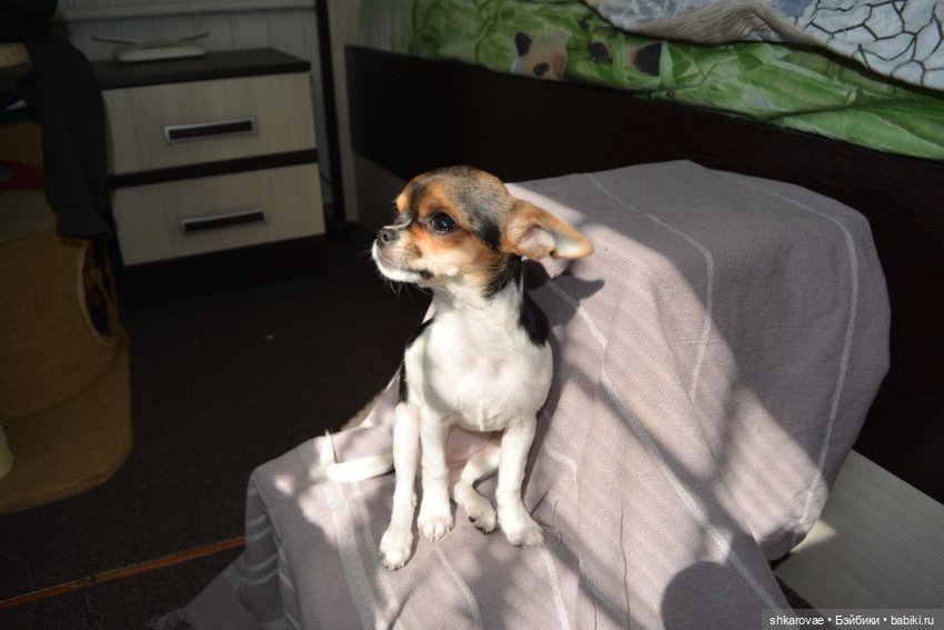 Моя чихосемья — В мире животных: смешные фото питомцев и зверей