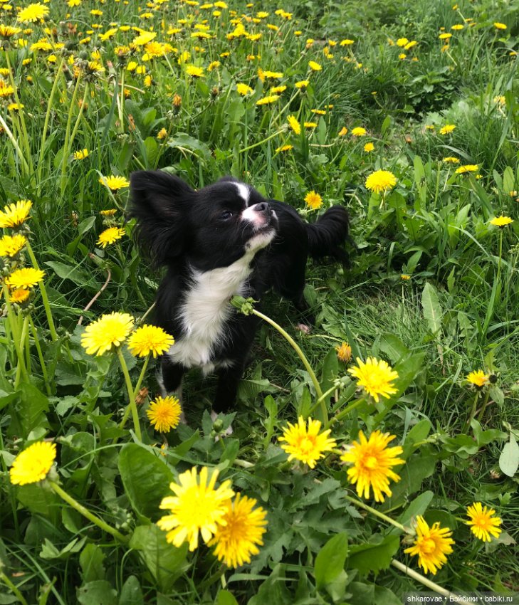 Моя чихосемья — В мире животных: смешные фото питомцев и зверей