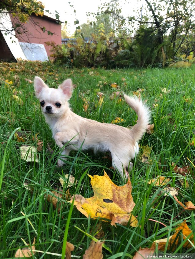 Моя чихосемья — В мире животных: смешные фото питомцев и зверей