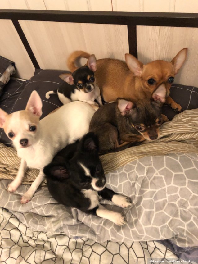 Моя чихосемья — В мире животных: смешные фото питомцев и зверей