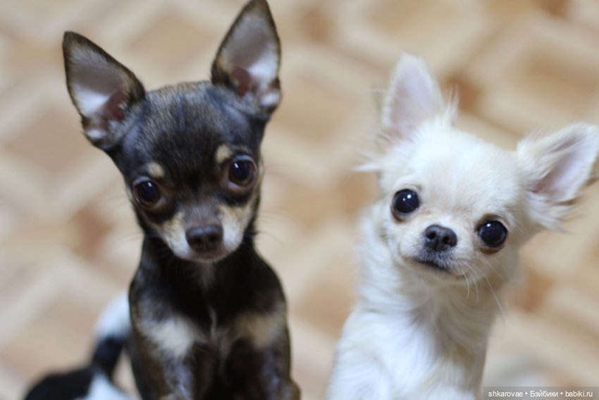 Моя чихосемья — В мире животных: смешные фото питомцев и зверей