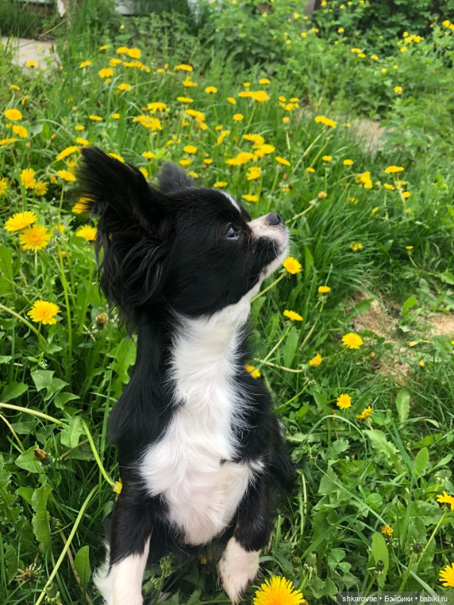 Моя чихосемья — В мире животных: смешные фото питомцев и зверей