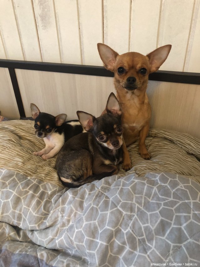 Моя чихосемья — В мире животных: смешные фото питомцев и зверей (фото 5)