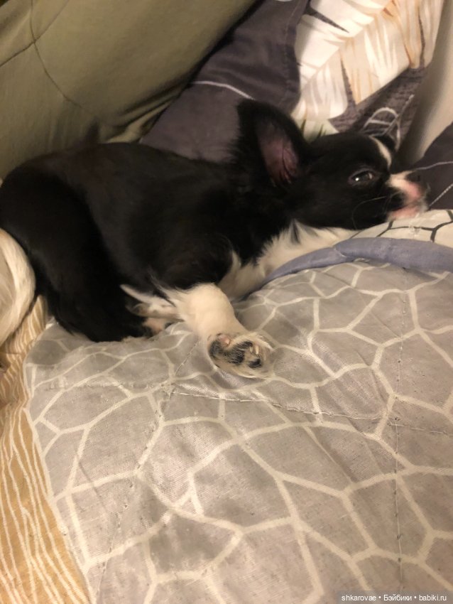 Моя чихосемья — В мире животных: смешные фото питомцев и зверей